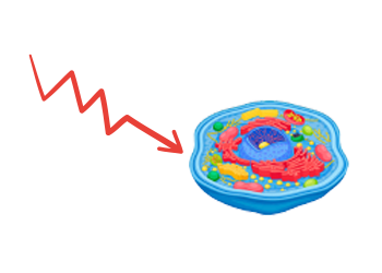 charmcm phase healthy cell frequency